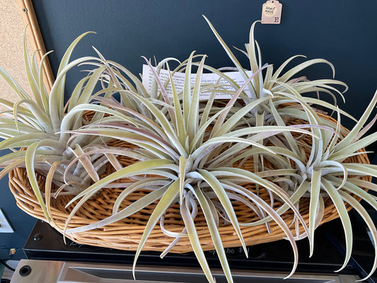 Air Plants